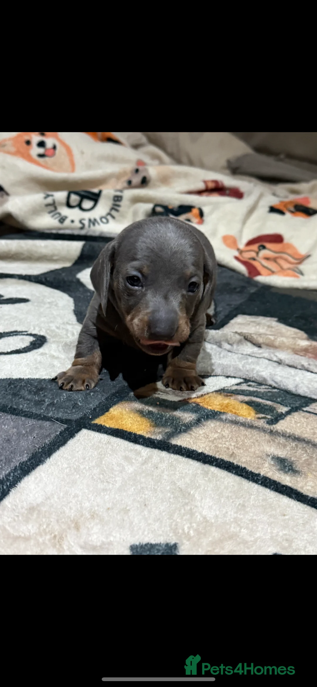 Miniature Dachshund dogs for sale: 1 girl 1 boy looking for forever home  - Advert 4