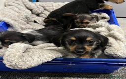 Jackapoo dogs for sale: Adorable Jackapoo puppies  - Image 5