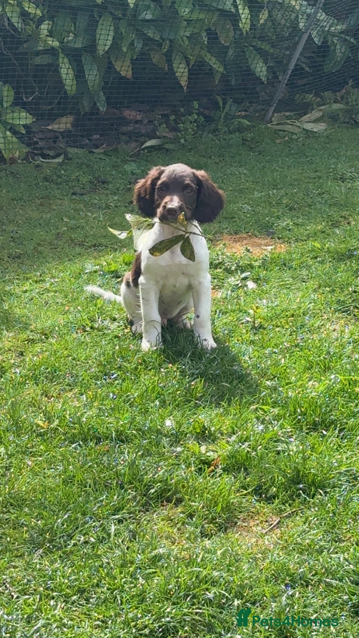 English Springer Spaniel dogs One KC Registered Male Puppy Available  - Advert 6