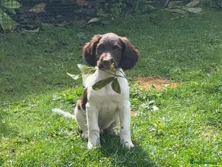 English Springer Spaniel dogs One KC Registered Male Puppy Available - Advert 6