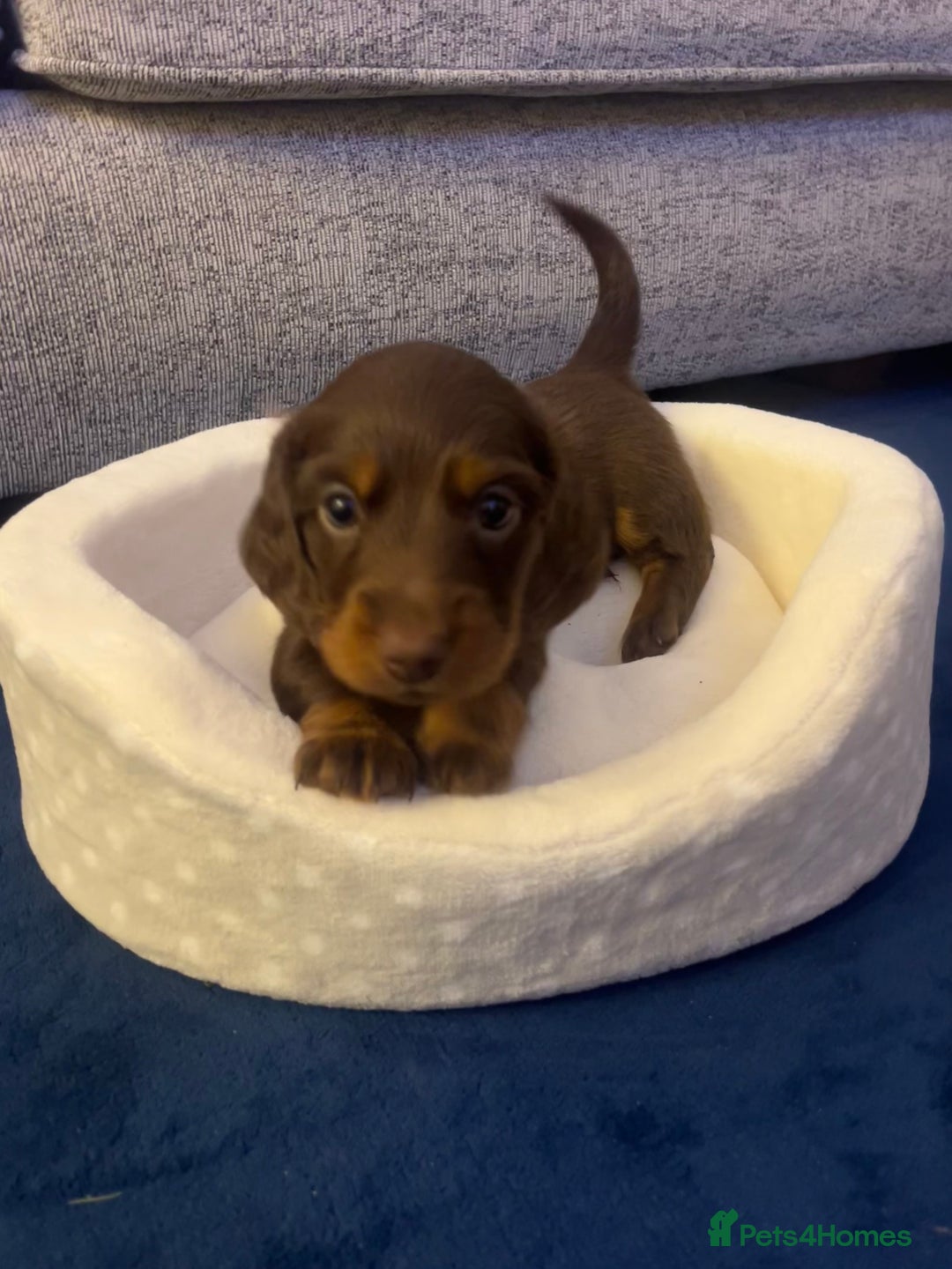 Miniature Dachshund dogs for sale: Long Haired Miniature Dachshunds Chocolate and Tan - Image 11