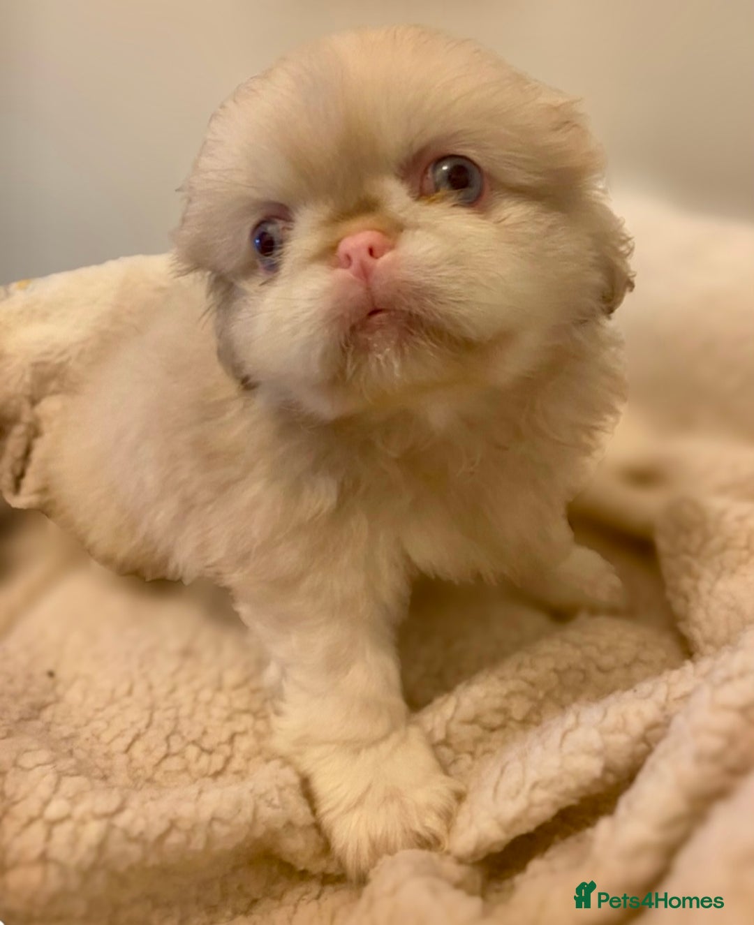 Pekingese dogs for sale: Pink Pekingese puppies  - Advert 3