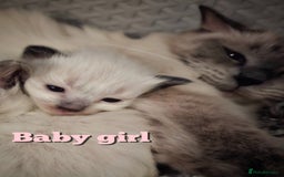 Ragdoll cats for sale: Purebred Bluepoint kittens - Image 5