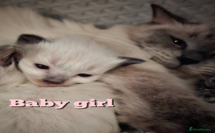 Ragdoll cats - Advert 14