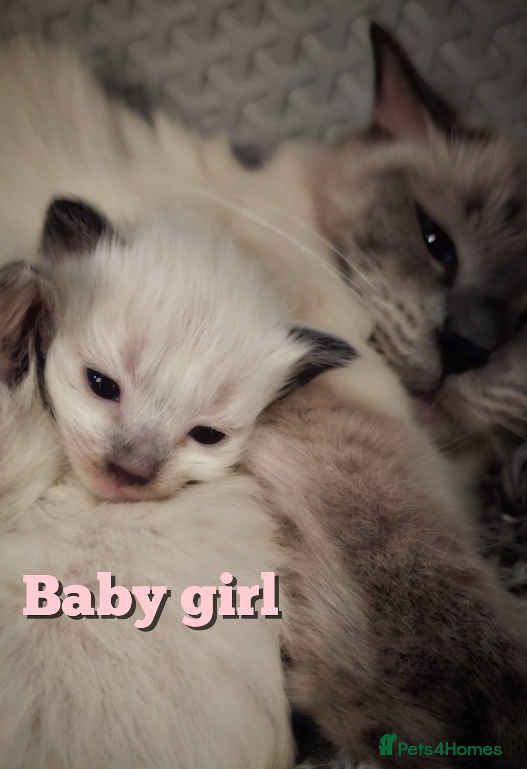 Ragdoll cats for sale: Purebred Bluepoint kittens - Image 5