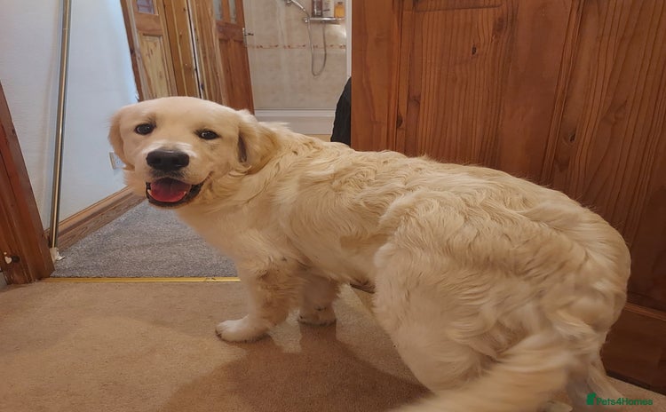 Golden Retriever dogs - Advert 12