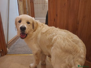 Golden Retriever dogs - Advert 9