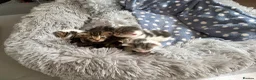 Domestic Shorthair cats for sale: A Stunning Litter Of Six Newborn Kittens  - Advert 4