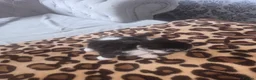 Mixed Breed cats for sale: Cutte baby cats for sale . - Advert 15