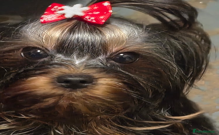 Yorkshire Terrier dogs 💝💝Two Side Champion Line Little Boy💝💝 - Advert 8