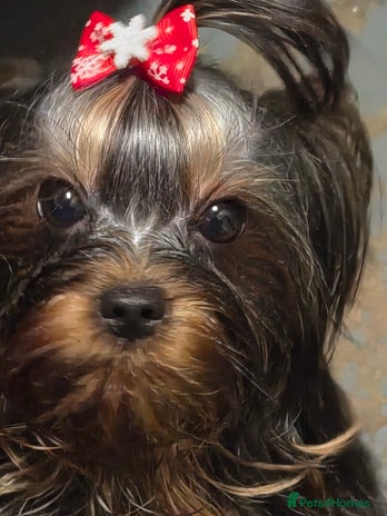 Yorkshire Terrier dogs 💝💝Two Side Champion Line Little Boy💝💝 - Advert 8