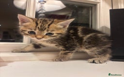 Mixed Breed cats for sale: 4 Persian chinchilla mix breed kittens  - Image 18