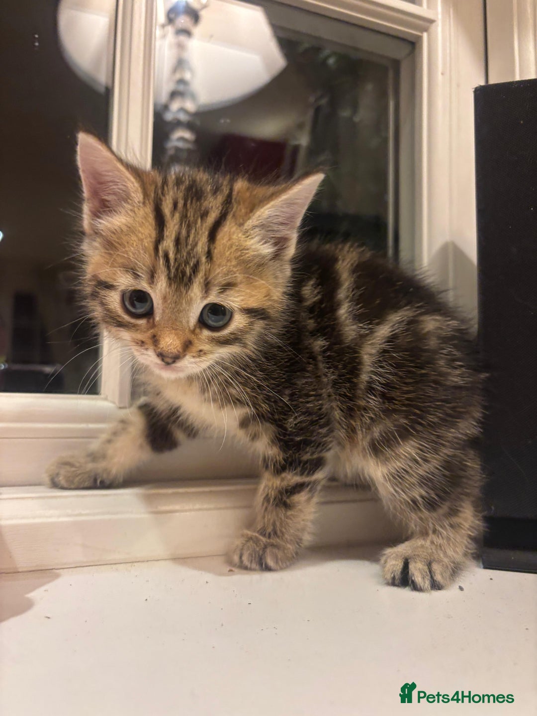 Mixed Breed cats for sale: 4 Persian chinchilla mix breed kittens  - Image 18