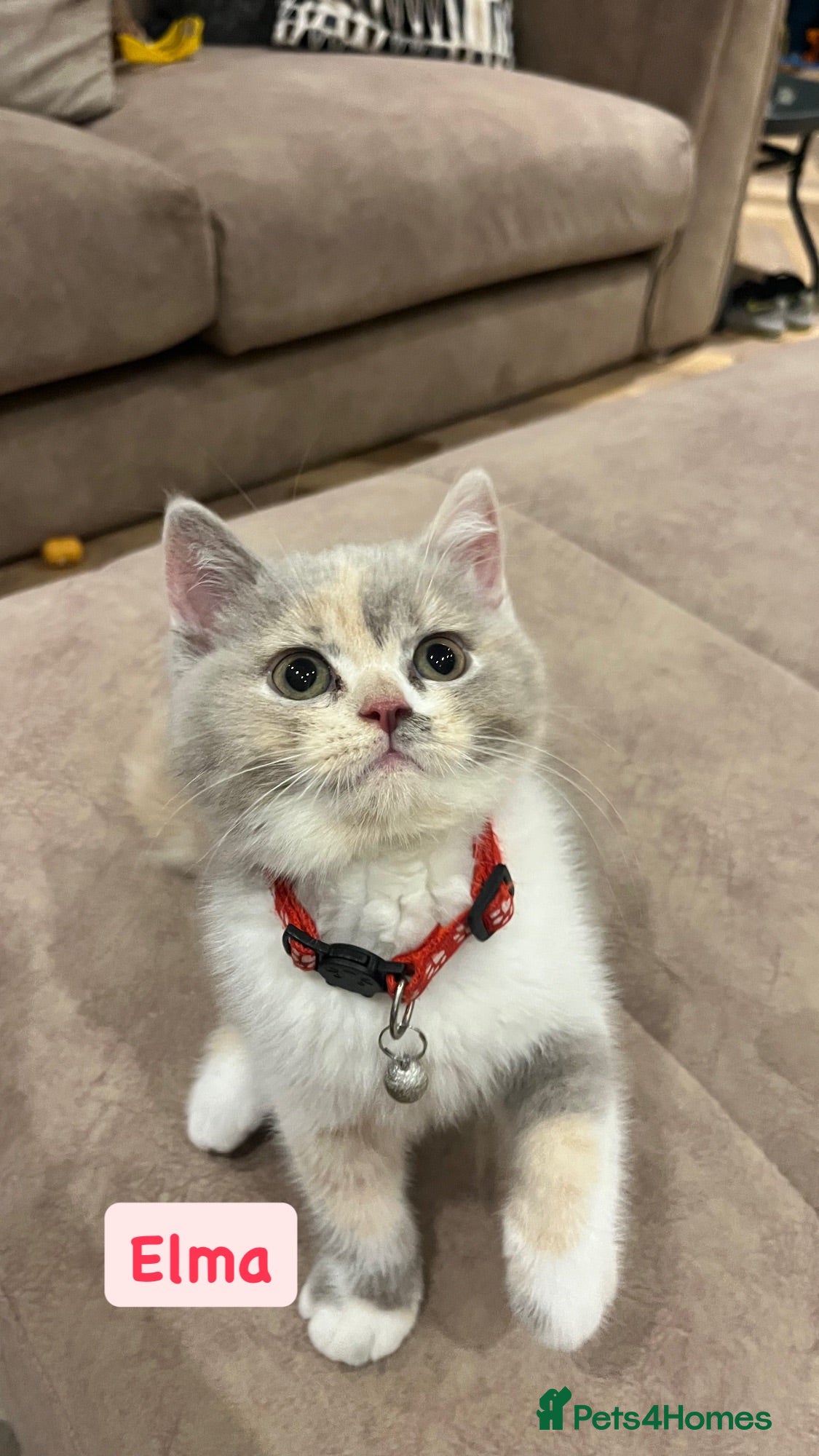 British Shorthair cats Active Pedigree Tortie British Shorthair GCCF £900 - Advert 1