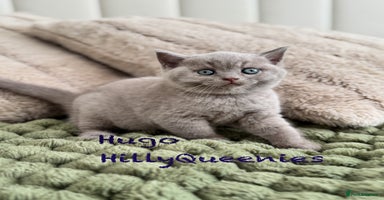 British Shorthair cats - Advert 7