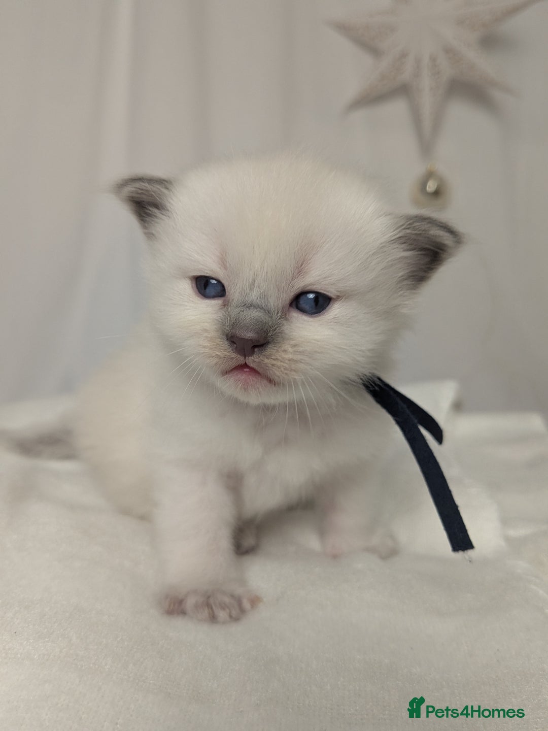 Ragdoll cats for sale: Beautiful GCCF Registered Ragdoll Kittens  🐾 - Advert 14