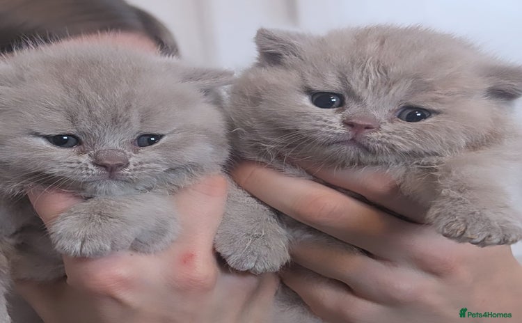 British Shorthair cats - Advert 4
