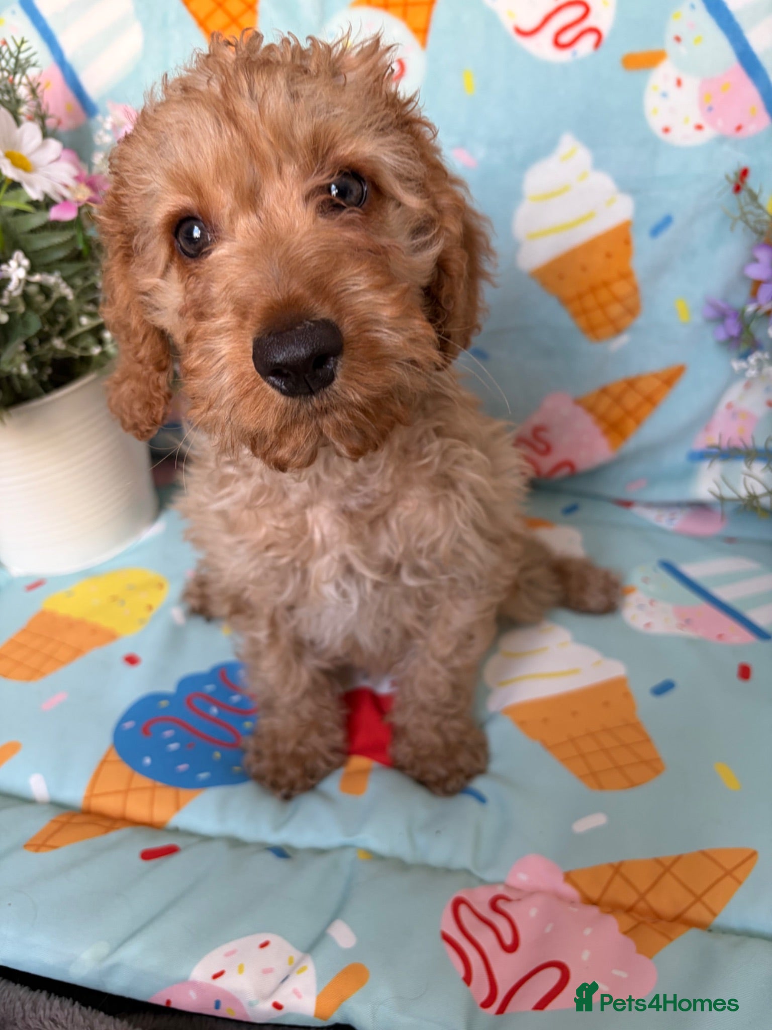Cockapoo dogs 🐾BEAUTIFUL F1 COCKERPOOS REGISTERED BREEDER 🐾 - Advert 1