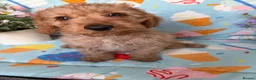 Cockapoo dogs for sale: 🐾BEAUTIFUL F1 COCKERPOOS REGISTERED BREEDER 🐾 - Advert 3