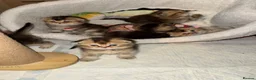 Scottish Fold cats for sale: Scottish fold and British shorthair kittens - Advert 19