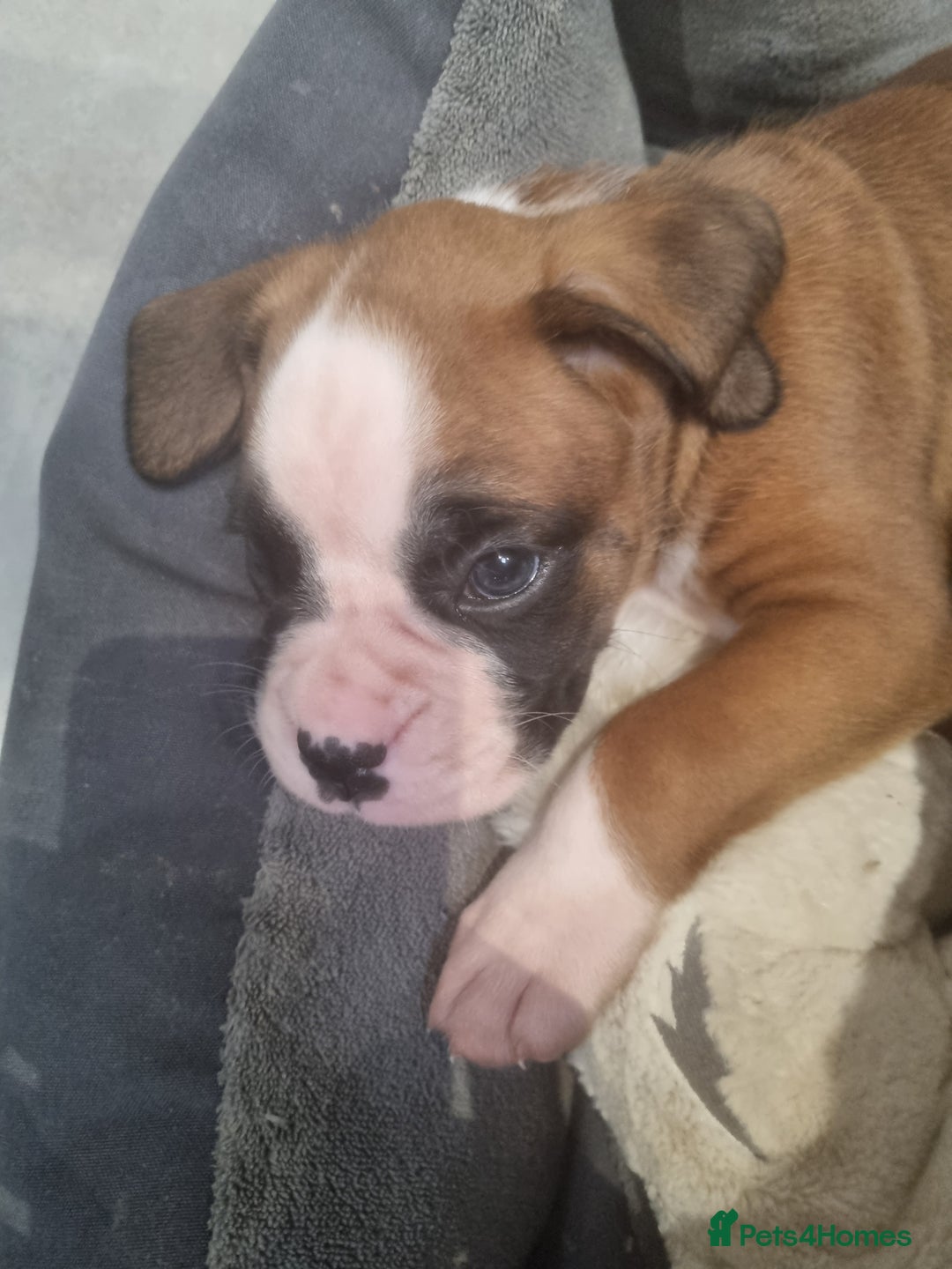 Boxer dogs for sale: Bootyful Boxer Babies - Advert 6