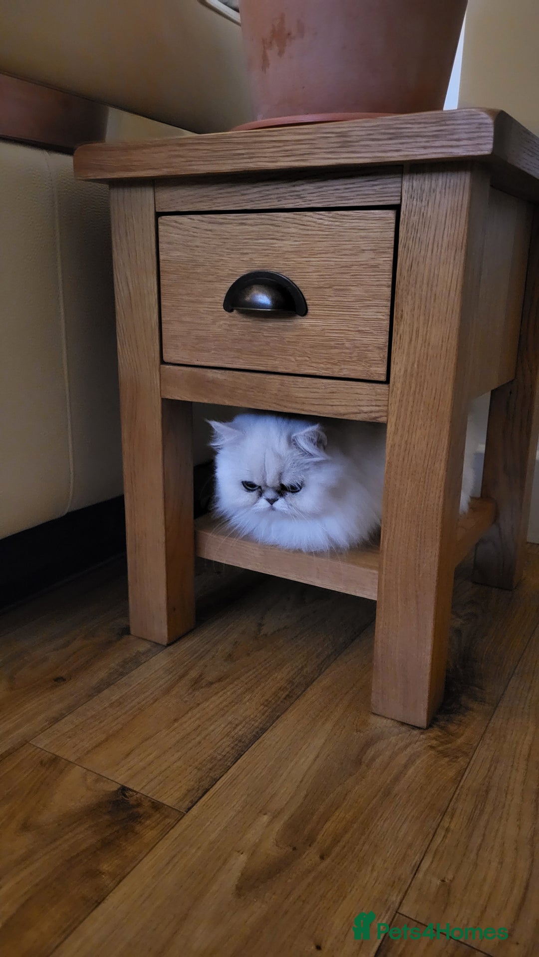 Persian cats for sale: Golden and silver persians - Advert 2