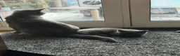 British Shorthair cats for sale:  Adorable kittenBlue British Shorthair  GCCF - Advert 4