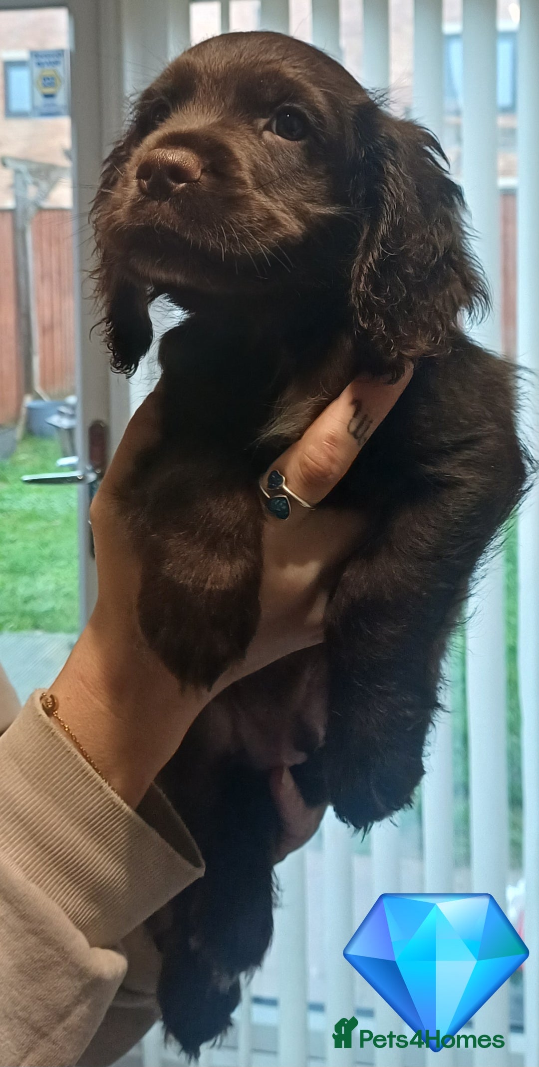Sprocker dogs for sale: Beautifull Sprocker spaniel puppies, ready now! - Advert 4