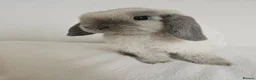 Mini Lop rabbits for sale: Exceptional Blue Point Purebred mini lop in Ipswich - Advert 2