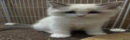 Ragdoll cats for sale: Pure breed GCCF Reg kittens - Advert 7