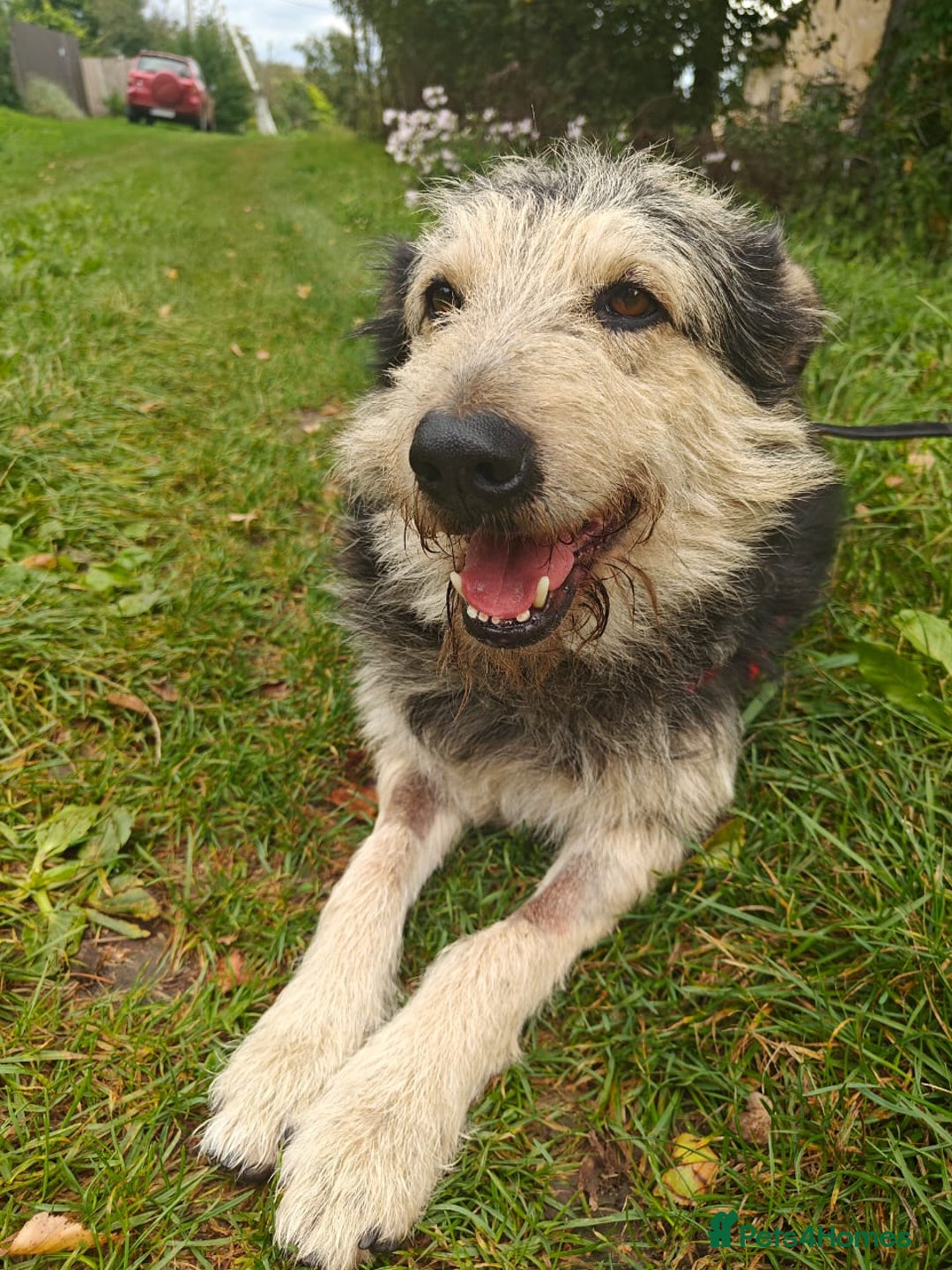 Mixed Breed dogs for adoption: 💙🐶 THEO 🐶💙 - Image 6