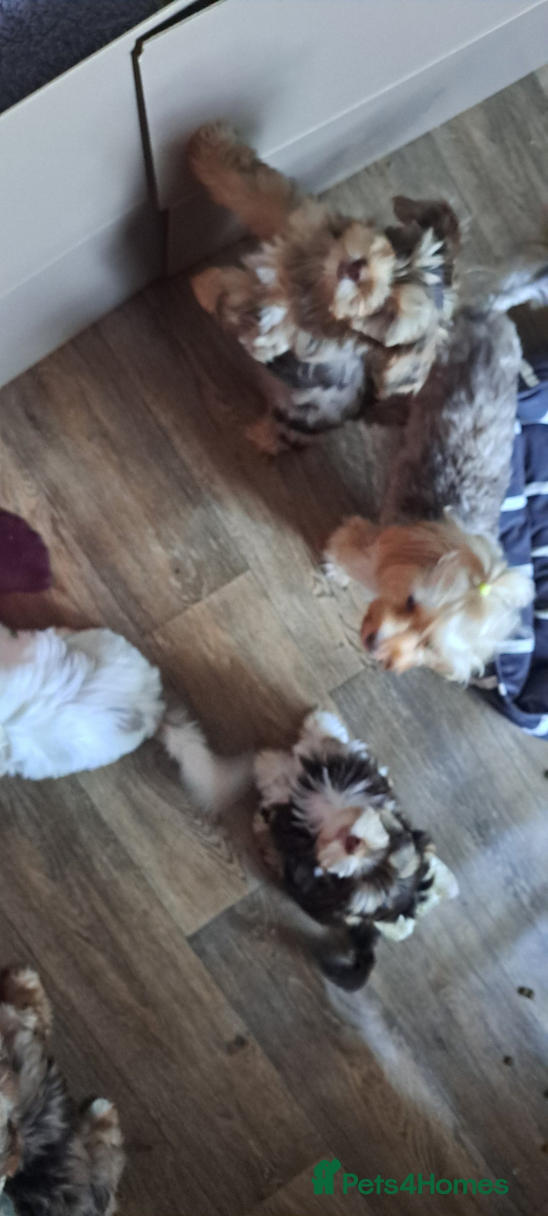 Yorkshire Terrier dogs for sale: 1 Boy & 3 Girls with Unique Coats - Advert 4