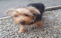 Jack Russell dogs for sale: !! For Sale!!  - Image 3