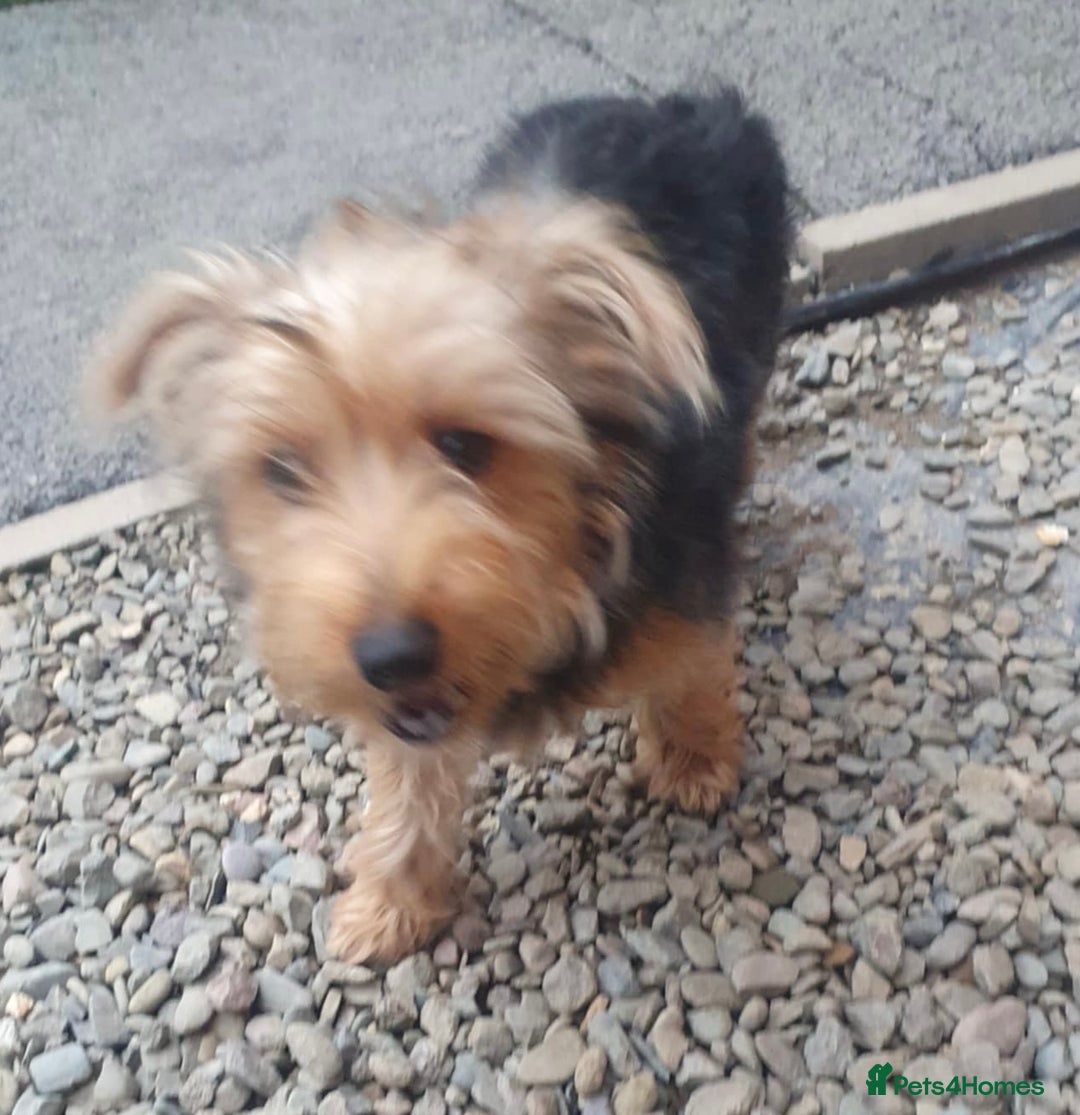 Jack Russell dogs for sale: !! For Sale!!  - Image 3