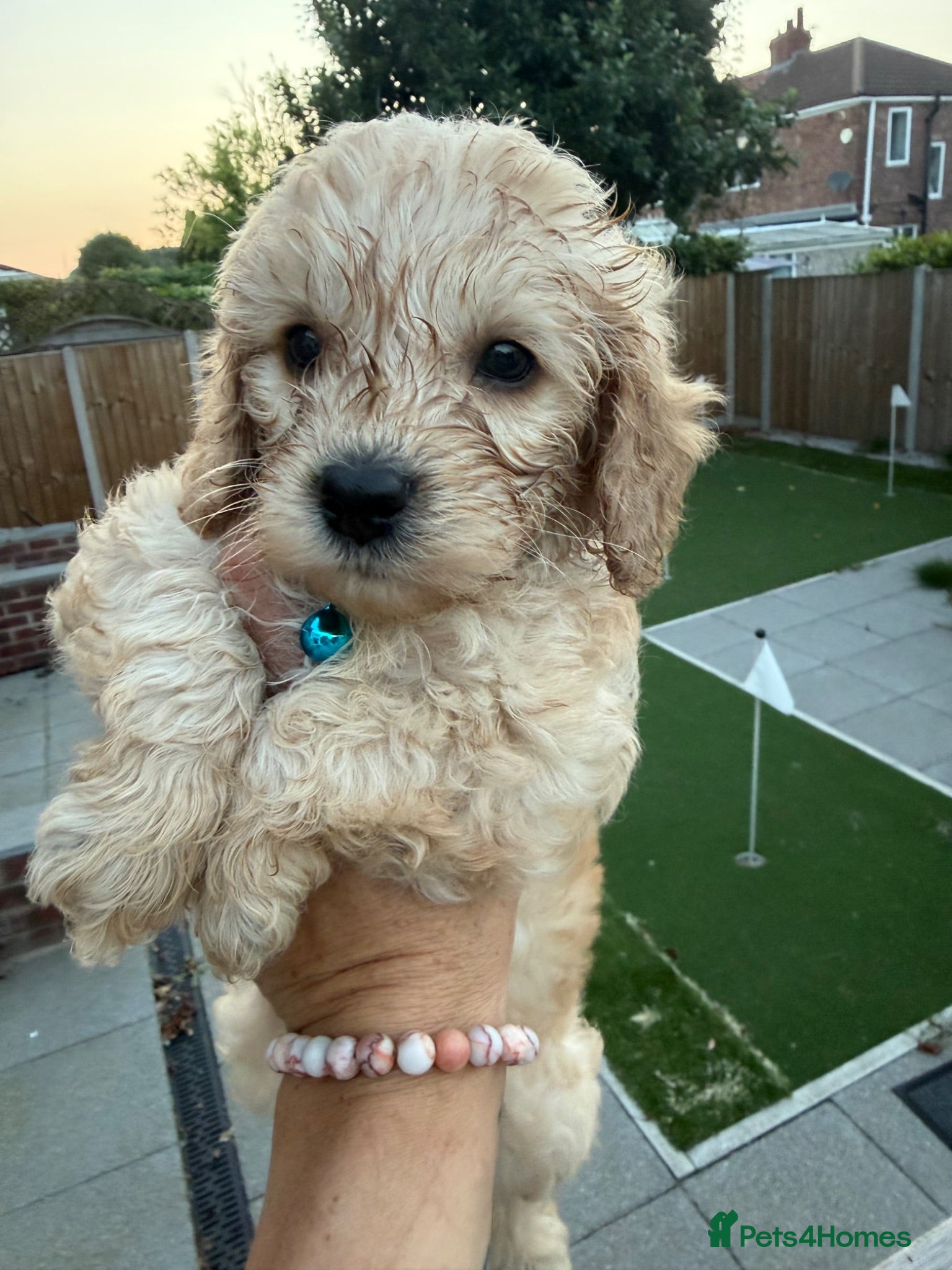 Cockapoo dogs LICENSED BREEDER 1 male F2b Cockapoo left - Advert 18