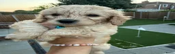 Cockapoo dogs for sale: LICENSED BREEDER 1 male F2b Cockapoo left - Advert 1