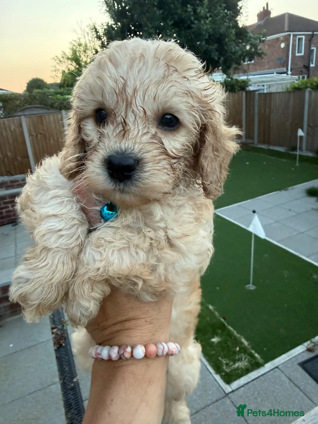 Cockapoo dogs for sale: LICENSED BREEDER 1 male F2b Cockapoo left - Advert 1