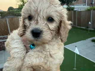 Cockapoo dogs LICENSED BREEDER 1 male F2b Cockapoo left - Advert 18