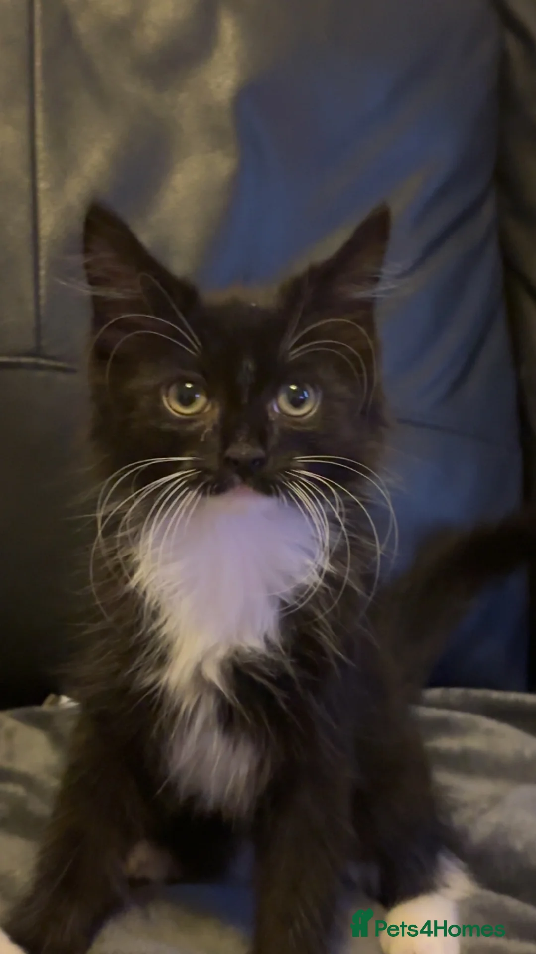 Domestic Shorthair cats for sale: 11 week old Kitten for new home - Advert 2