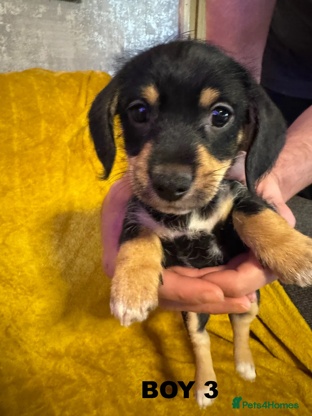 Chiweenie dogs for sale: DACSHUND CROSS CHIHUAHUA PUPPYS  - Advert 9