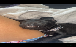 Patterdale Terrier dogs for sale: Milo  - Image 2