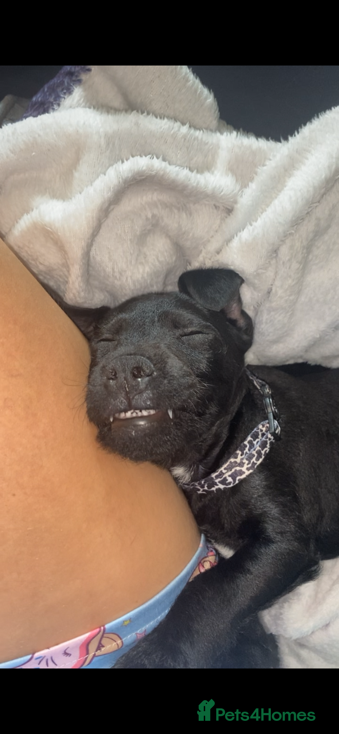 Patterdale Terrier dogs for sale: Milo  - Image 2