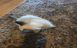 Ragdoll cats for sale: Male Ragdoll Kitten - Image 10