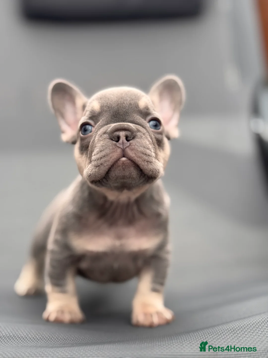 French Bulldog dogs for stud: L4 FLUFFY STUD - LILAC & TAN in Consett - Advert 4