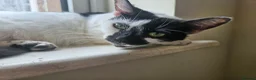 Mixed Breed cats for sale: 4 fluffy playful kittens for sale - Advert 15