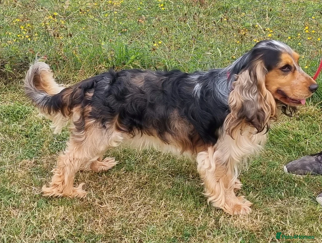 Cocker Spaniel dogs for sale: Stunning KC Quality Cocker Spaniel Puppies - Advert 2