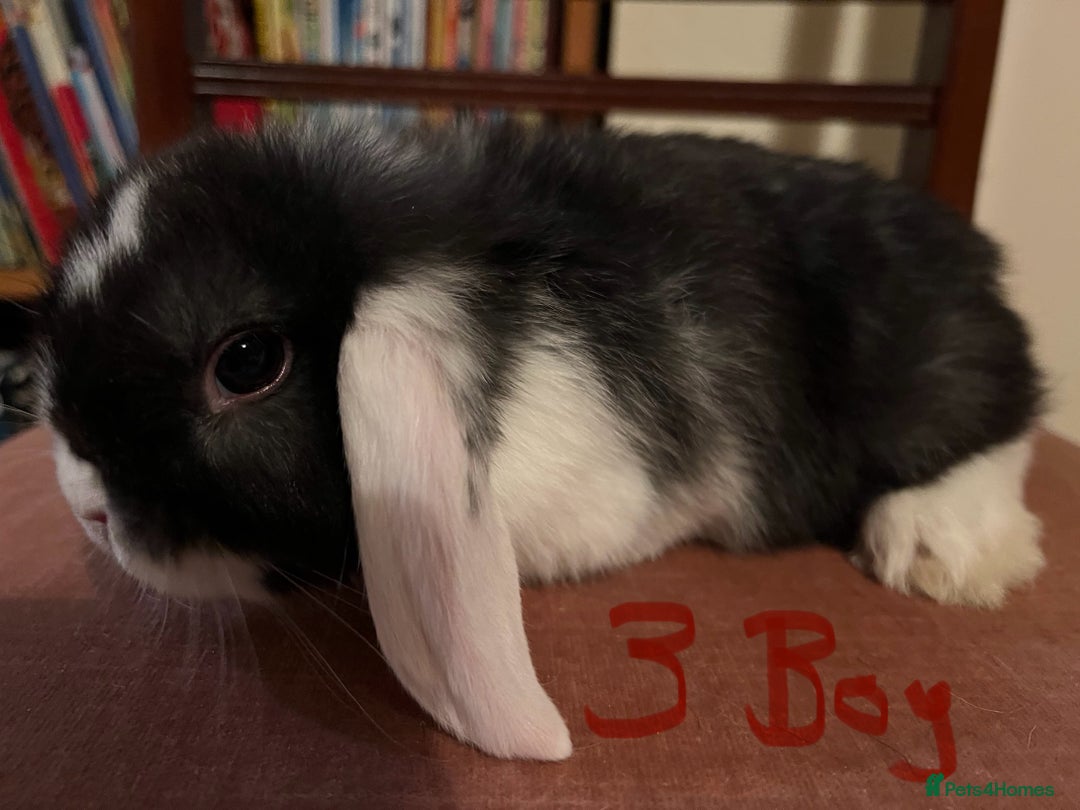 Mini Lop rabbits for sale: Fabulous Super Friendly Mini Lops - Advert 10