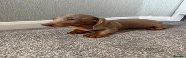 Dachshund 2