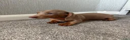 Dachshund dogs for sale: Isabella miniature dachshund  in Erith - Advert 5
