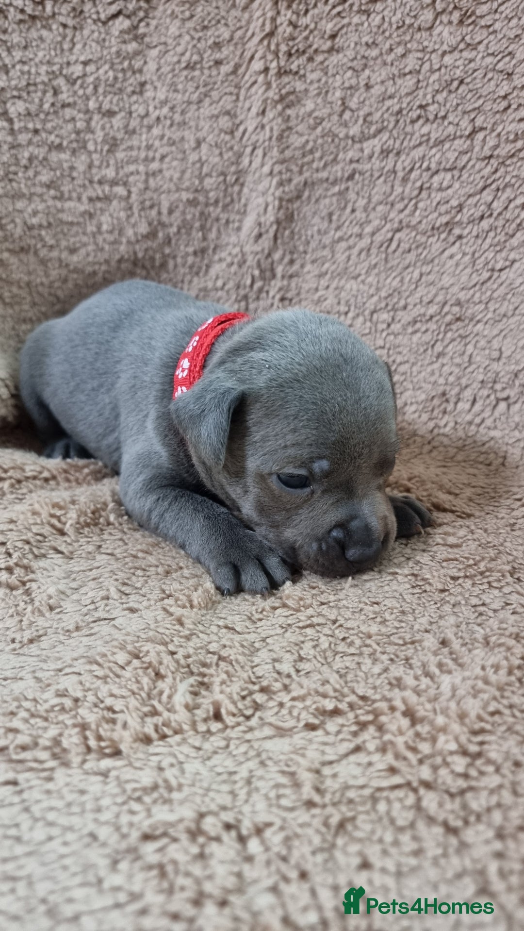 Staffordshire Bull Terrier dogs for sale: Dewellsblue - Advert 13